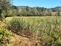 25 ACRES OF STANDING MAIZE - 14