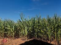 25 ACRES OF STANDING MAIZE - 15
