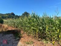 25 ACRES OF STANDING MAIZE - 17