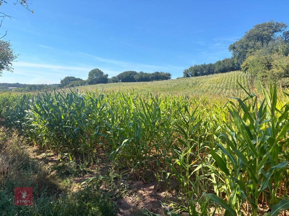 19.5 ACRES OF STANDING MAIZE