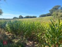 19.5 ACRES OF STANDING MAIZE - 2