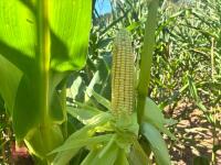 19.5 ACRES OF STANDING MAIZE - 3