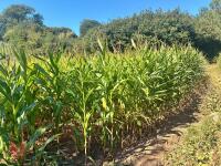 19.5 ACRES OF STANDING MAIZE - 4