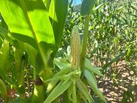 19.5 ACRES OF STANDING MAIZE - 5