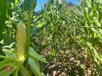 19.5 ACRES OF STANDING MAIZE - 6