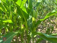 19.5 ACRES OF STANDING MAIZE - 7