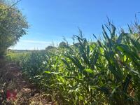 19.5 ACRES OF STANDING MAIZE - 9