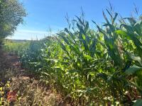 19.5 ACRES OF STANDING MAIZE - 11