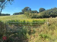 19.5 ACRES OF STANDING MAIZE - 12