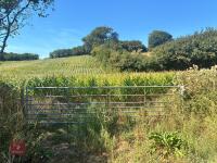 19.5 ACRES OF STANDING MAIZE - 13
