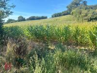 19.5 ACRES OF STANDING MAIZE - 14