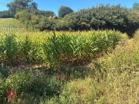 19.5 ACRES OF STANDING MAIZE - 15
