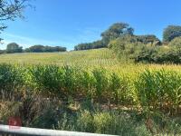 19.5 ACRES OF STANDING MAIZE - 16