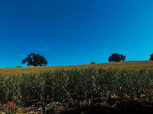 15 ACRES OF STANDING MAIZE