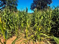 15 ACRES OF STANDING MAIZE - 3