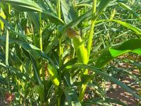 15 ACRES OF STANDING MAIZE - 4