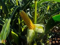 15 ACRES OF STANDING MAIZE - 5