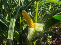 15 ACRES OF STANDING MAIZE - 6