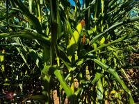 15 ACRES OF STANDING MAIZE - 7