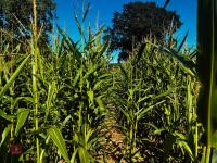 15 ACRES OF STANDING MAIZE - 8