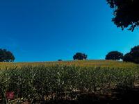 15 ACRES OF STANDING MAIZE - 9