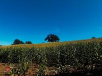 15 ACRES OF STANDING MAIZE - 10
