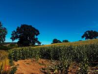 15 ACRES OF STANDING MAIZE - 11