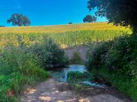 15 ACRES OF STANDING MAIZE - 12