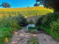 15 ACRES OF STANDING MAIZE - 13