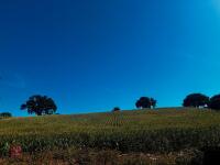 15 ACRES OF STANDING MAIZE - 14