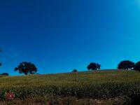 15 ACRES OF STANDING MAIZE - 15