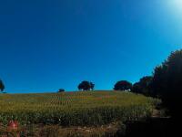 15 ACRES OF STANDING MAIZE - 16