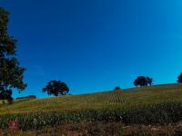 15 ACRES OF STANDING MAIZE - 17