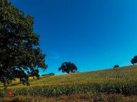 15 ACRES OF STANDING MAIZE - 18