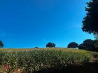 15 ACRES OF STANDING MAIZE - 20
