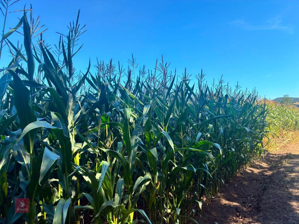 7.5 ACRES OF STANDING MAIZE
