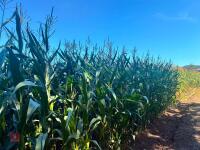 7.5 ACRES OF STANDING MAIZE
