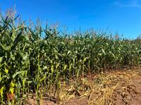 7.5 ACRES OF STANDING MAIZE - 2