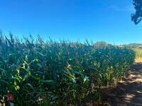 7.5 ACRES OF STANDING MAIZE - 3