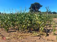 7.5 ACRES OF STANDING MAIZE - 6