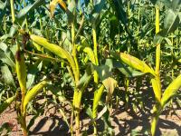 7.5 ACRES OF STANDING MAIZE - 9