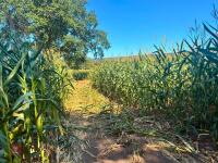 7.5 ACRES OF STANDING MAIZE - 11