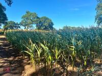 7.5 ACRES OF STANDING MAIZE - 12