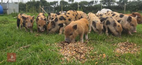 2 X 3MO JULIANA X MINI KUNE KUNE BARROWS