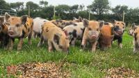 2 X 3MO JULIANA X MINI KUNE KUNE BARROWS - 2
