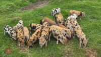 2 X 3MO JULIANA X MINI KUNE KUNE BARROWS - 3