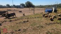 2 X 3MO JULIANA X MINI KUNE KUNE BARROWS - 6