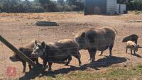 2 X 3MO JULIANA X MINI KUNE KUNE BARROWS - 9