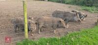 2 X 3MO JULIANA X MINI KUNE KUNE BARROWS - 10