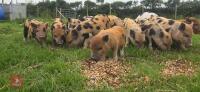 2 X 3MO JULIANA X MINI KUNE KUNE GILTS